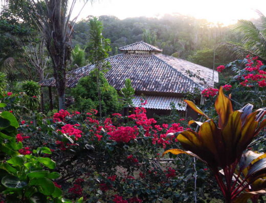 A view of lush jungle wildlife, including many pinkish red flowers (ayahuasca retreats)