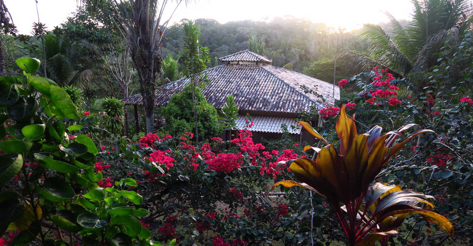 A view of lush jungle wildlife, including many pinkish red flowers (ayahuasca retreats)