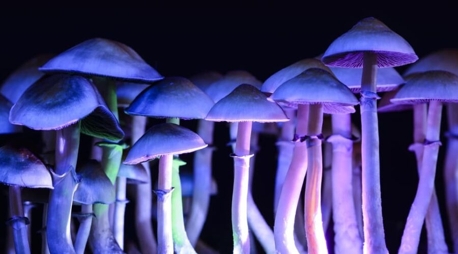 Magic Mushroom Retreats Coming to California?