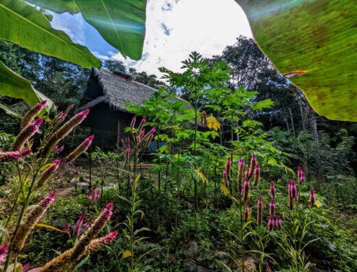A cabin with a thatched roof is seen amidst jungle plants with flowers, with a blue cloudy sky as the backdrop